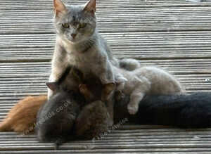 British shorthair kittens