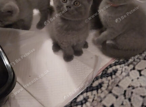 British Shorthair kittens