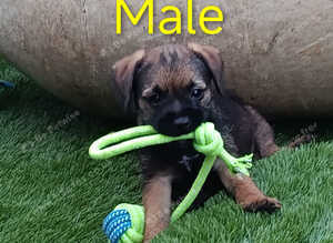 Border Terrier puppies