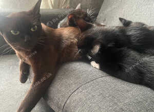 Burmese Mix