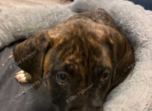 5 american bulldog x presa canario puppies for sale