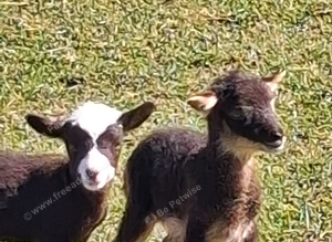 Hebredean and shetland sheep