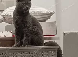 BSH X boy 6 months old