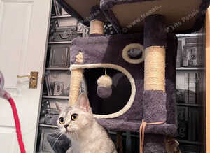 British Shorthair Adorable & Healthy Kitten Pair Looking for Their Forever Home!
