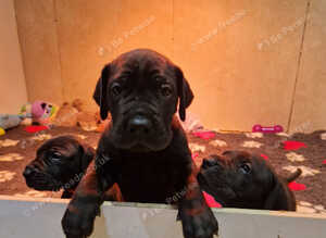 Black Great Dane Puppies