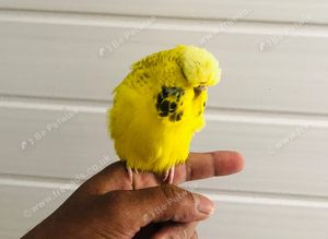 Beautiful semi hand tame exhibition budgies.
