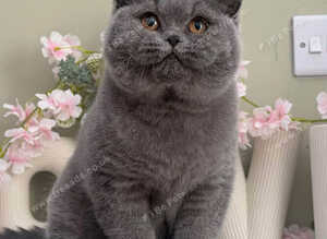 Bsh female kitten