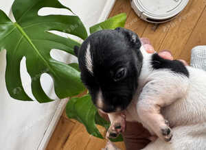 2 cocker spaniel x jack Russell puppies