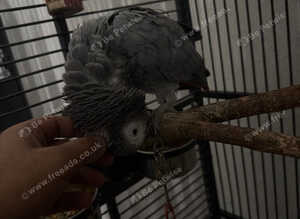 Talking african grey