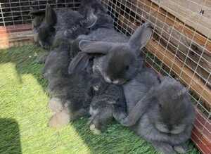 Adorable baby rabbits for sale!
