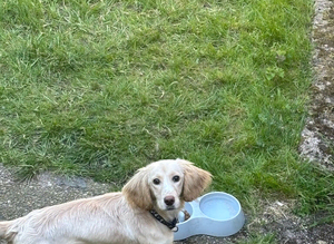 Cocker poo
