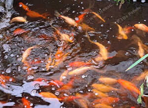 Fancy goldfish fantail all mixed colours