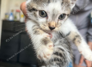 4 kittens