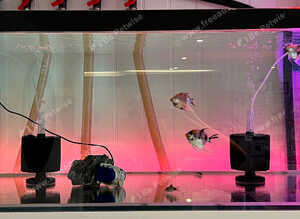 7 Red Devil Angelfish - Stunning Colours