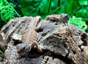 Flame Moroccan Uromastyx at Birmingham Reptiles