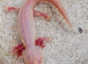 Axolotls for sale