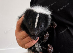 Skunk for sale