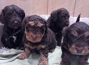 Cockapoo puppies
