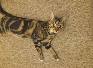 A cute one year old cat looking for a forever home