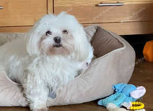 Female adult Maltese