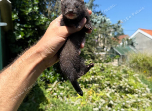 Black solid ferret kits