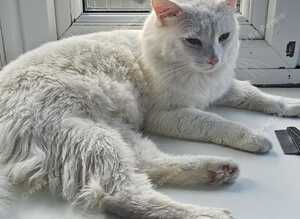 Turkish angora white cat