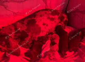 Miniature dachshunds