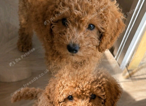 Unique Cavapoos pups one boy left