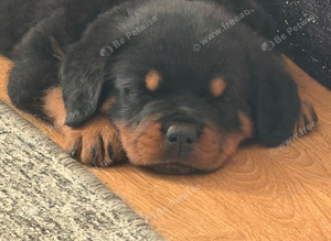 female rottweiler