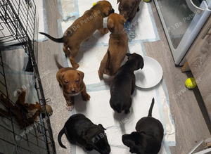 Mixed bread/lab/