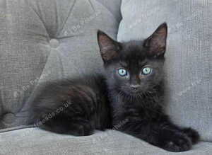 2 male kittens left