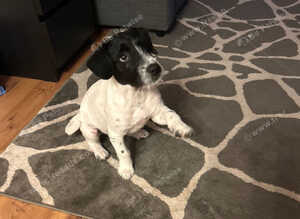 Jack Russell mixed with westie