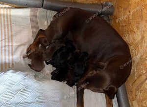 KC reg Male Doberman
