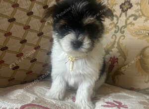 Biewer terriers