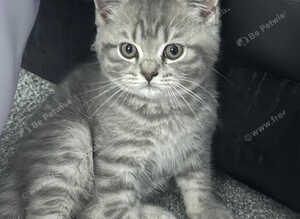 British Shorthair x Scottish Shorthair Kitten