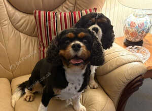 KC Reg King Charles Cavalier