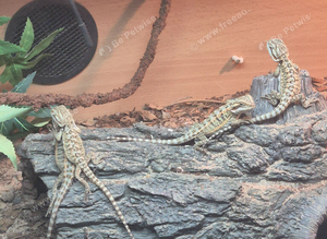 Baby bearded dragons
