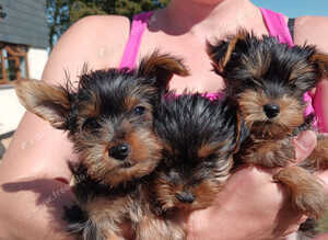 Yorkshire terrier puppies