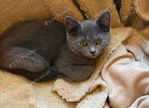 Gorgeous British Short Hair kittens