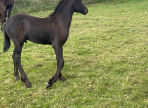 PURE-BRED FRIESAN COLT TO MAKE 15.2HH-16.2HH &pound;3,000- ANTON 343 GRANDAD