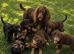 Cocker spaniel puppies ready now