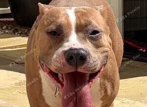 Mixed bull/staffy breed female