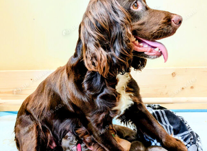 Quality F1B Sprocker Puppies 1 Female 3 Males available
