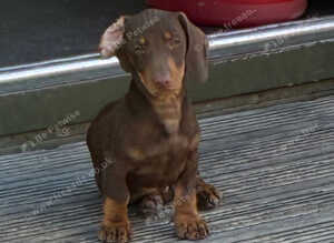 Miniature Dachshund Puppies