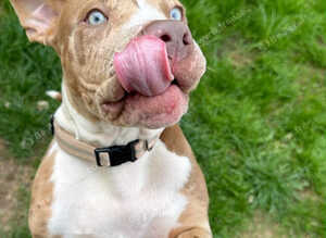 Alapaha cross staff cros suspected American bulldog