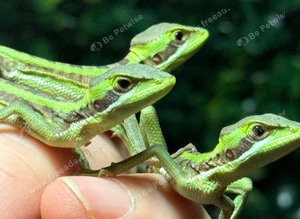 Casque head iguanas cb26 Babies WOW!