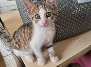Beautiful tabby and white kitten, ready now