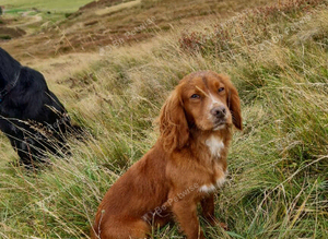 Coker spaniel stud