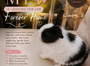 Gorgeous Mini mixed breed kits