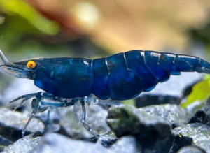 Rare High Grade Orange Eye Blue Devil Shrimp